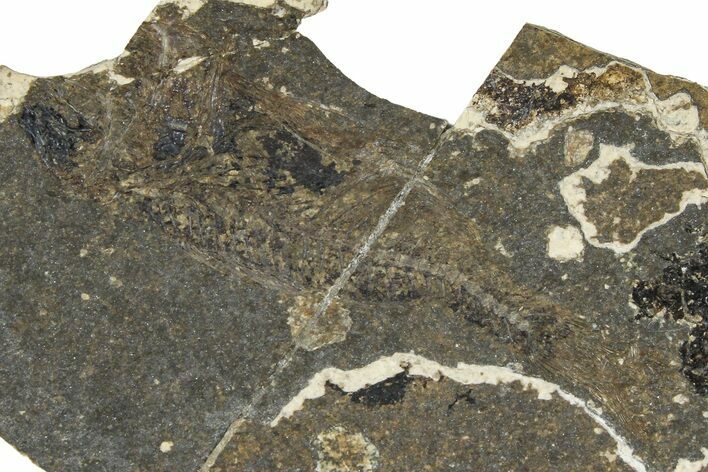 Oligocene Fossil Percoid Fish (Oligoserranoides) - Poland #374393